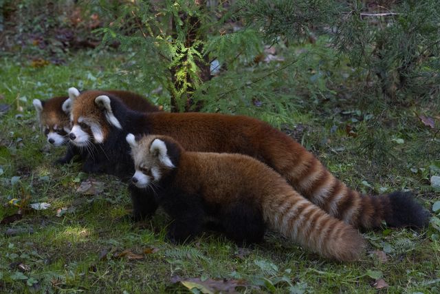 This is a photo of two red panda cubs with their mother.
